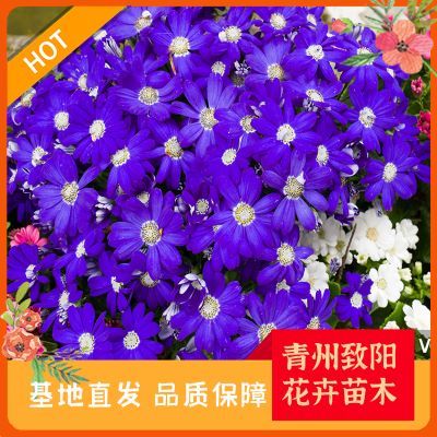 綠意盎然，生機無限 探索苗木種植的奧秘與價值