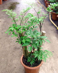 廣州森源花卉 專業(yè)苗木種植，打造花卉世界優(yōu)質(zhì)產(chǎn)品展示