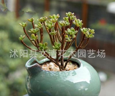 批量采購仙人掌多肉 引進(jìn)日本品種，凈化辦公桌面的室內(nèi)盆栽新寵